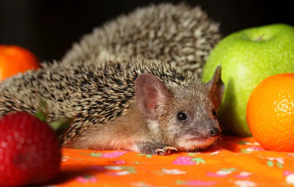 Needles, background, muzzle, animal, hedgehog, fruit, ears, hedgehog