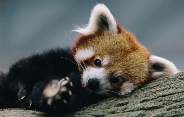 Picture tree, stay, firefox, Red Panda