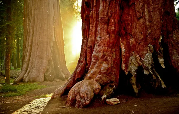 Forest, leaves, rays, trees, nature