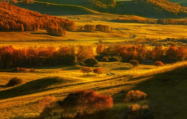 Road, field, autumn, forest, light, trees, nature, hills