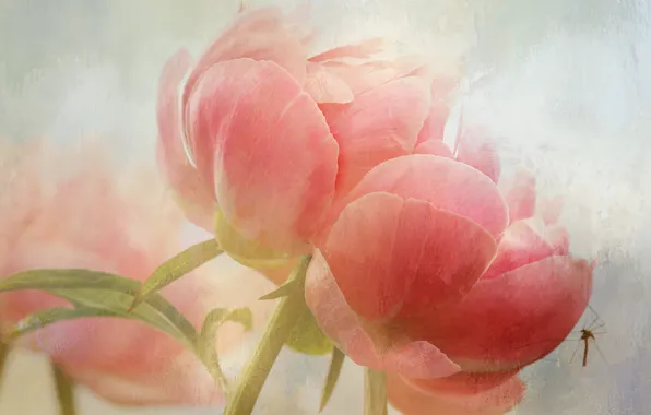 Picture flowers, the mosquito, pink, peonies