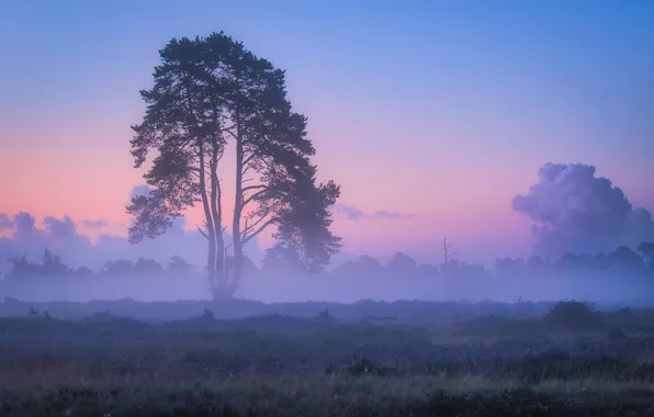 Trees, nature, fog, dawn