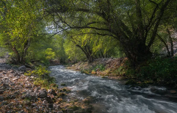 Picture trees, river, Uzbekistan, shores, Река Испай- сай