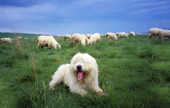 Picture sheep, dog, pasture, Sheepdog, the Polish lowland Sheepdog