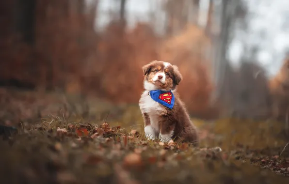 Autumn, look, nature, pose, Park, glade, foliage, dog