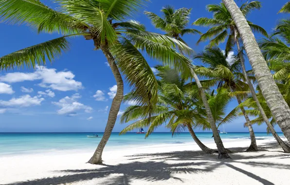 Sand, sea, beach, tropics, palm trees, shore, summer, sunshine