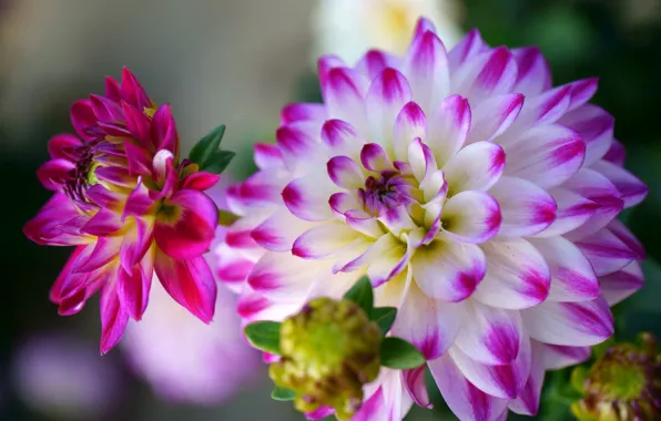 Flower, leaves, macro, background, petals, garden, buds, Dahlia