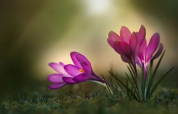 Flowers, spring, crocuses, pink