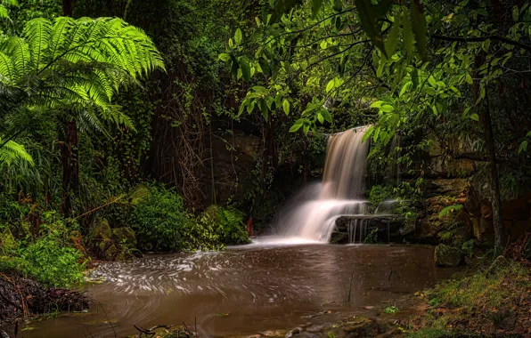 Picture forest, leaves, the dark background, thickets, shore, waterfall