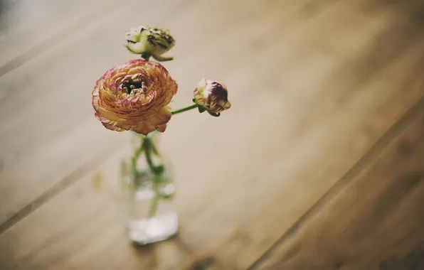 Flower, Wallpaper, rose, vase