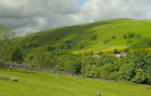 Field, trees, England, pasture, England, Kettlewell