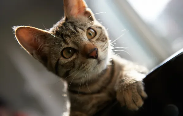 Cat, cat, face, the sun, light, focus