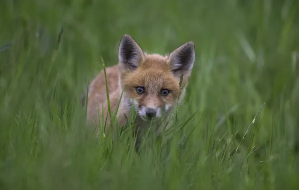 Picture grass, look, Fox, Fox