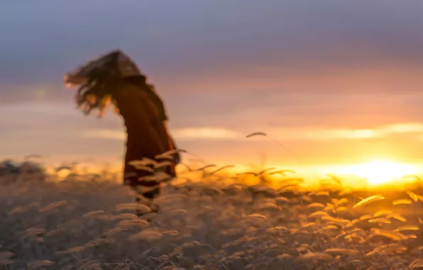 Picture field, grass, girl, the sun, silhouette