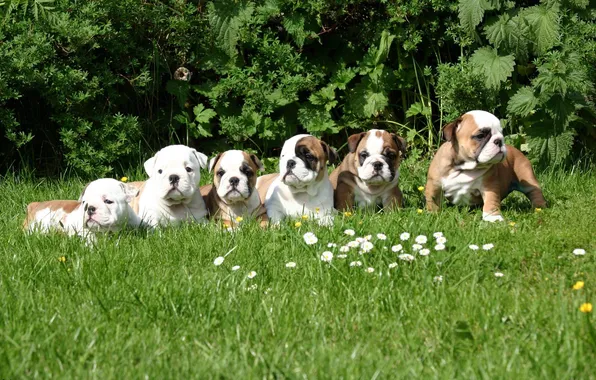 GRASS, GREEN, PUPPIES, CLEARING, SIX