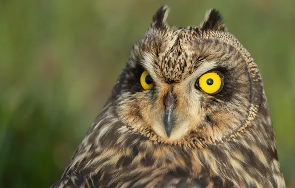Look, background, owl, bird, Short-eared owl