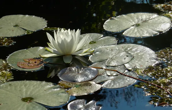 Flower, grass, flowers, pond, Park, widescreen, Wallpaper, wallpaper