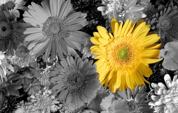 Picture flowers, yellow, bouquet, petals, gerbera