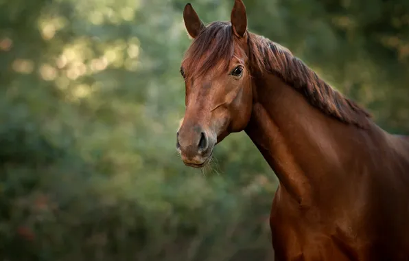 Look, face, nature, horse, horse, portrait, chestnut