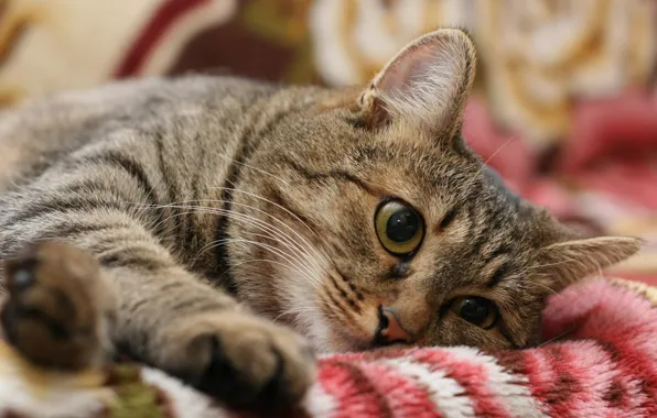 Cat, resting, on the blanket