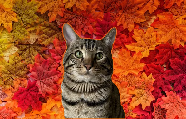Autumn, cat, Bengal