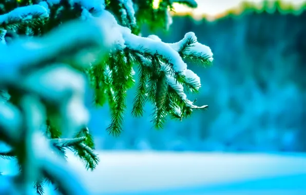 Cold, winter, macro, snow, needles, nature, tree, twigs