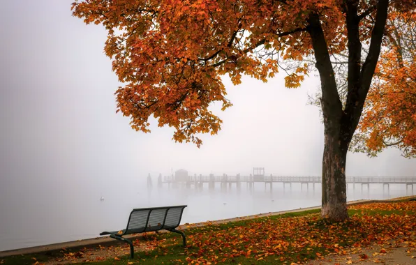 Picture autumn, trees, bench, fog, shore, foliage, shop, pond