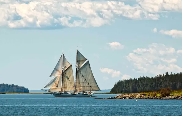 Picture forest, nature, shore, sailboat