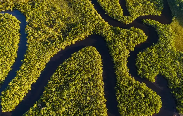 Picture forest, trees, landscape, nature, river, plants, the view from the top, relief