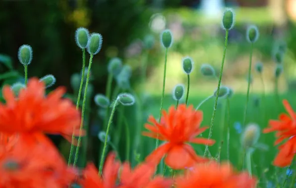 Field, flowers, plants, meadow