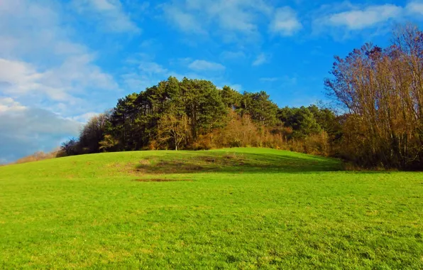 Picture field, autumn, trees, Nature, trees, landscape, nature, autumn