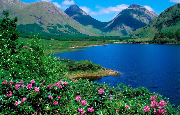 Picture field, forest, the sky, clouds, trees, landscape, flowers, mountains