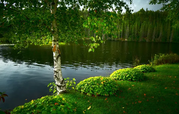 Picture grass, trees, landscape, nature, lake, tree, birch, forest