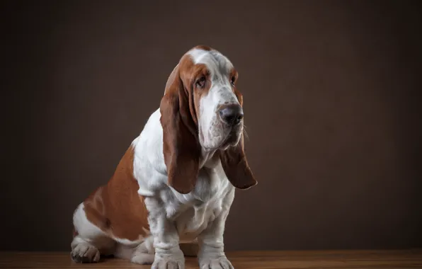 Animals, background, Dog, sad