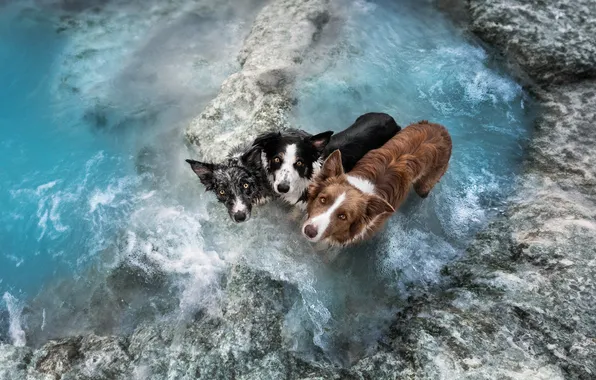 Dogs, background, friends