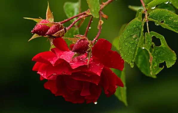Picture leaves, drops, flowers, branches, red, roses, buds, green background
