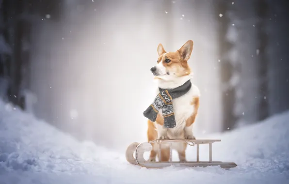 Winter, snow, dog, scarf, sled, Welsh Corgi