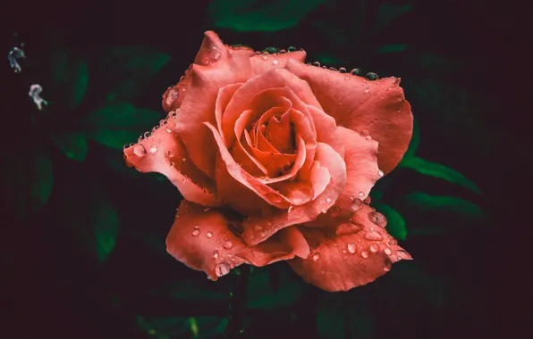 Rose, Flower, Petals, Flower, Colors, Flora, Blooming, Bloom