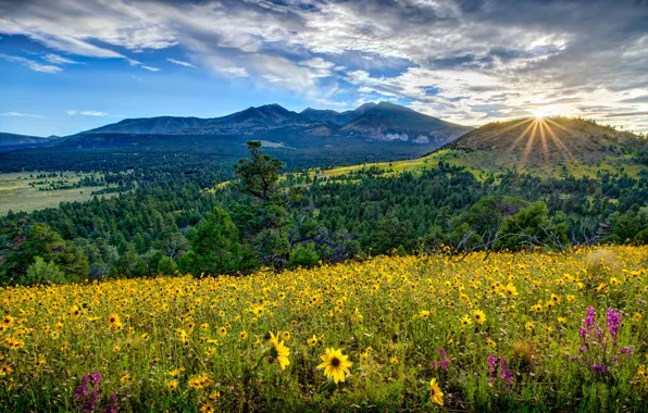 Flowers, mountains, sunrise, dawn, valley, meadow, panorama, AZ
