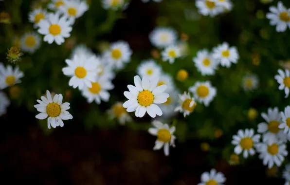 White, flowers, yellow, background, widescreen, Wallpaper, chamomile, Daisy