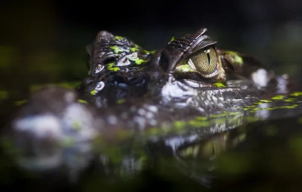 Picture water, nature, crocodile