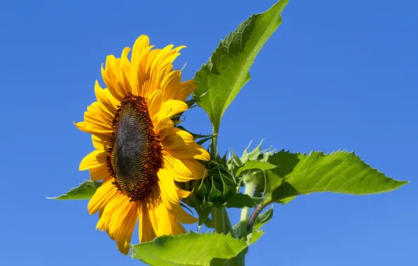 Picture flower, the sky, leaves, nature, sunflower, petals