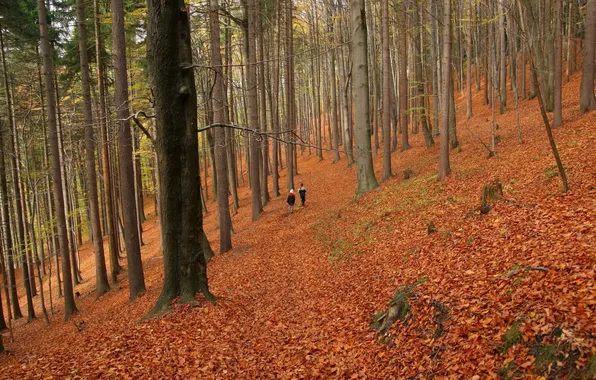 Picture autumn, forest, walk