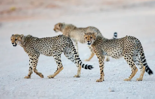 Nature, animals, Cheetah cubs