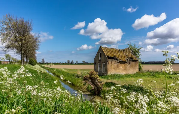 Field, flowers, blue, stream, spring, house, oblaka
