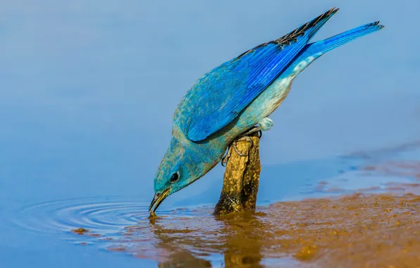 Water, bird, beak, Blue sialia