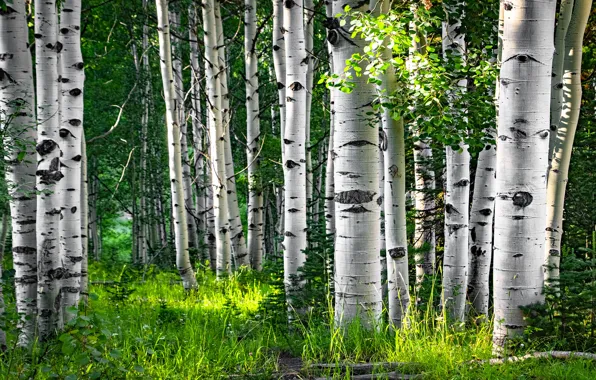 Greens, forest, branches, nature, trunks, foliage, grove, aspen
