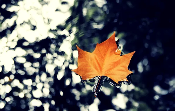 Autumn, water, macro, nature, leaf, maple, hq Wallpapers