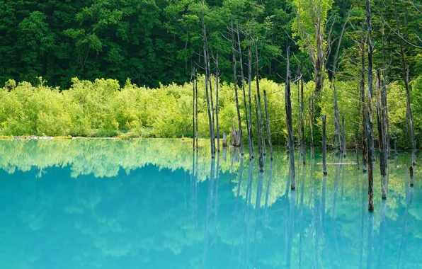 Forest, water, trees, reflection