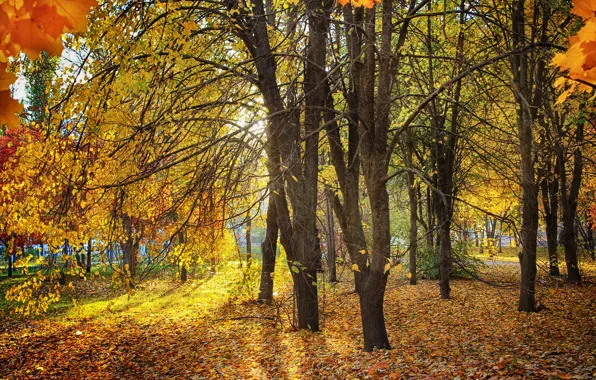 Picture autumn, leaves, the sun, trees, yellow, Park